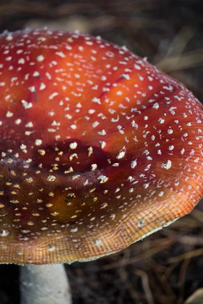 Selektywny Strzał Ostrości Amanita Muscaria Powszechnie Znany Jako Agaric Muchy — Zdjęcie stockowe