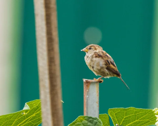 Een Close Shot Van Een Mus Hoog Een Metalen Paal — Stockfoto