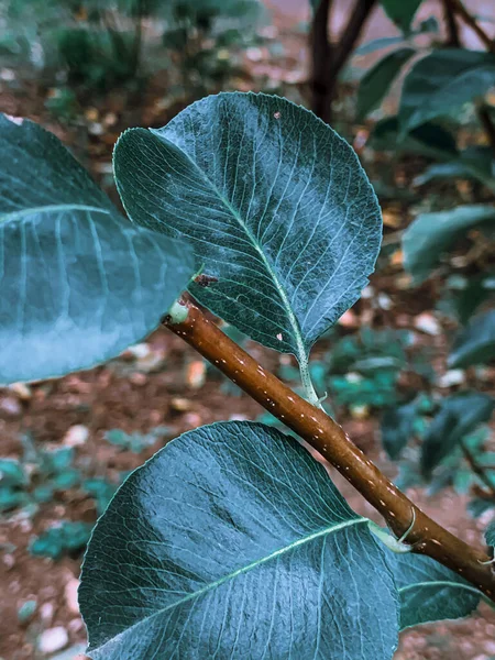 Sebuah Fokus Tembakan Selektif Daun Hijau Dari Pohon — Stok Foto