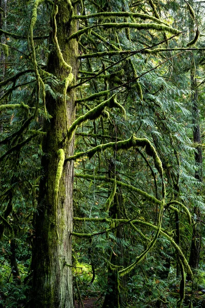 Zbliżenie Pionowe Ujęcie Porośniętych Mchem Gałęzi Drzew Sooke Vancouver Island — Zdjęcie stockowe