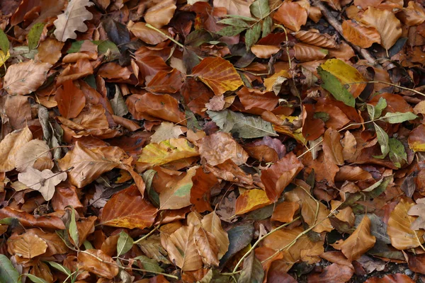 Una Vista Superior Hojas Coloridas Otoño Caídas Suelo Que Parecen —  Fotos de Stock