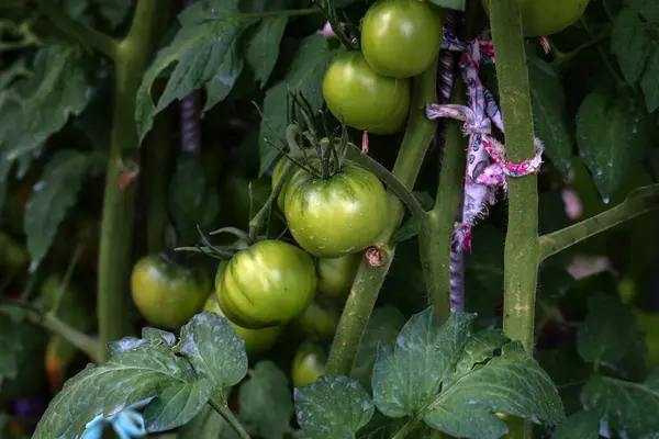 Eine Nahaufnahme Von Tomaten Reifen Gewächshaus — Stockfoto