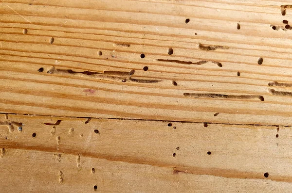 Una Tabla Con Muchos Agujeros Insectos — Foto de Stock