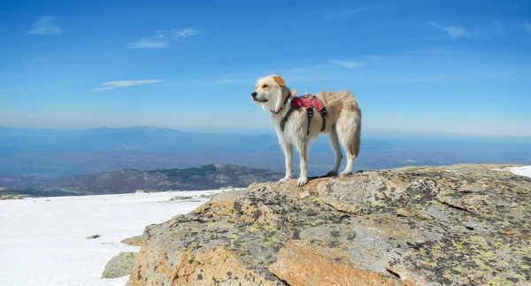 Ein Foto Von Einem Süßen Hund Den Bergen — Stockfoto