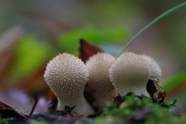 Eine Nahaufnahme Von Pilzen Die Wald Wachsen — Stockfoto