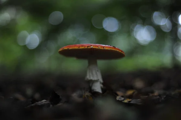 Enfoque Suave Hongo Suelo Del Bosque Con Efecto Bokeh Fondo — Foto de Stock