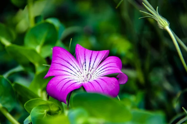 Bahçede Mor Agrostemma Çiçeklerinin Yakın Plan Çekimi — Stok fotoğraf