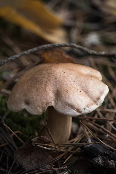 在模糊的背景下 森林中一只野生蘑菇的特写镜头 — 图库照片