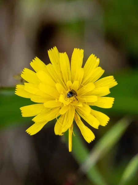 Gros Plan Vertical Une Abeille Recueillant Pollen Sur Beau Pissenlit — Photo