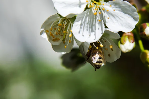 Eine Nahaufnahme Von Biene Auf Einer Weißen Sakura Blume — Stockfoto