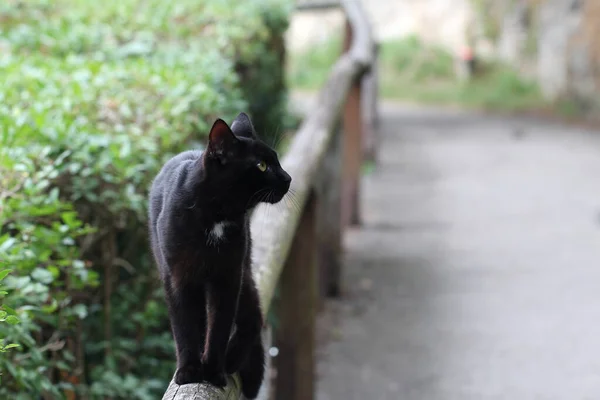 Selektivní Zaostření Záběr Rozkošné Černé Kočky — Stock fotografie