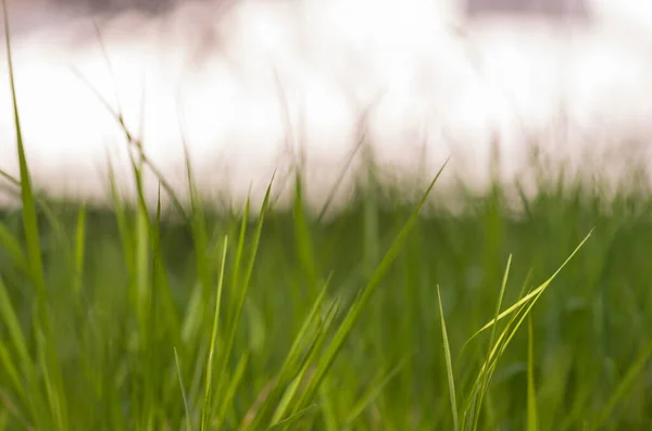 Une Prise Vue Sélective Herbe Verte Sur Prairie — Photo