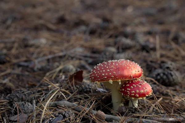 Amanita Muscaria Nın Seçici Odak Noktası Genellikle Sonbahar Ormanlarındaki Sinek — Stok fotoğraf