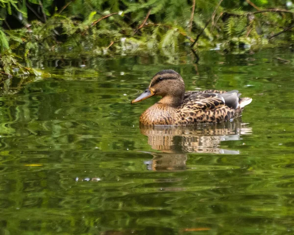 Ánade Real Nadando Lago Sucio —  Fotos de Stock