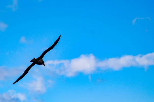Piękny Widok Ptaka Lecącego Pod Błękitnym Niebem — Zdjęcie stockowe