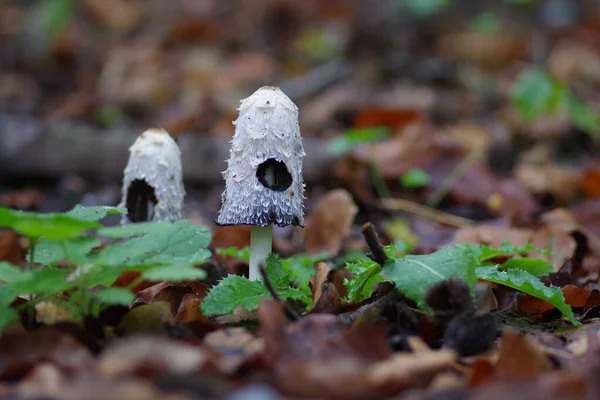 Tiro Close Cogumelos Crescendo Floresta — Fotografia de Stock