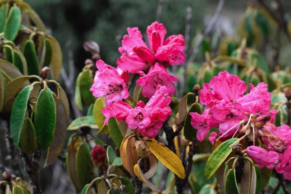 Egzotikus Rózsaszín Virágok Egy Ágain — Stock Fotó