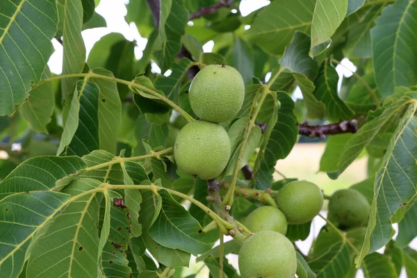 Die Grüne Frucht Der Walnuss Auf Einem Baum — Stockfoto