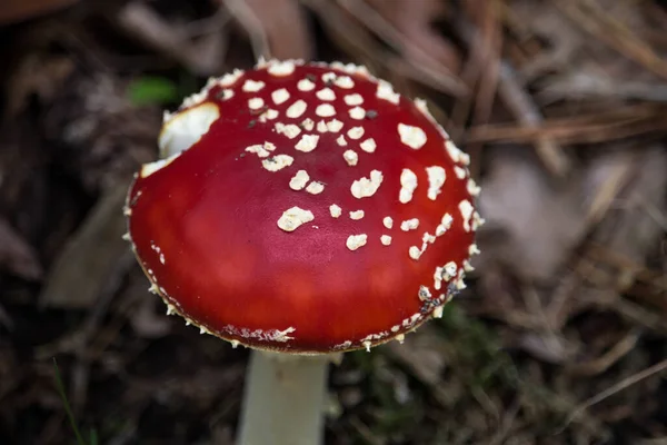 Selektywny Strzał Ostrości Amanita Muscaria Powszechnie Znany Jako Agaric Muchy — Zdjęcie stockowe