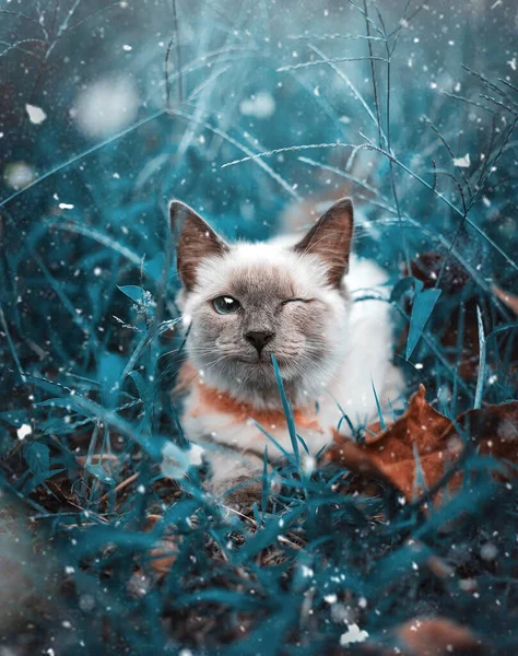 Portrait Cute Winking Cat Sitting Snowing Grass Field — Stock Photo, Image