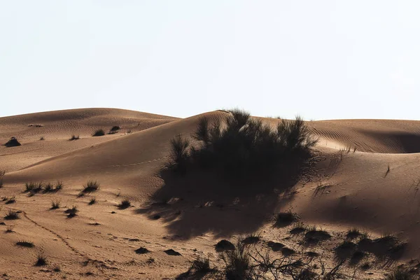 Uma Bela Paisagem Desértica Com Dunas Areia Dubai — Fotografia de Stock