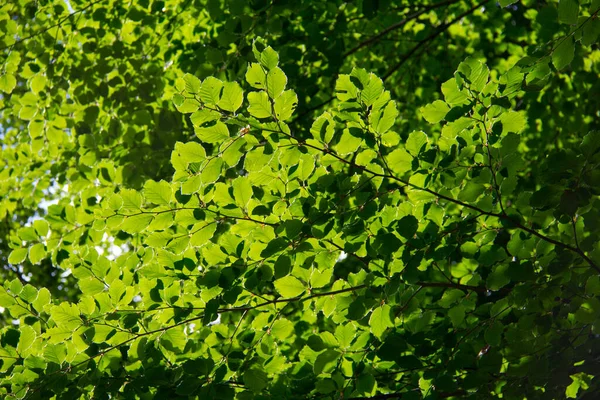 Gałęzie Drzew Jasnozielonymi Liśćmi Pokrytymi Słońcem — Zdjęcie stockowe
