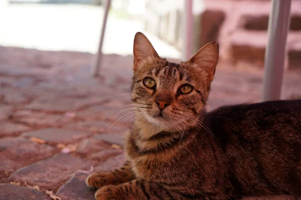 Tiro Foco Seletivo Gato Doméstico Adormecido Bonito Cabelos Curtos — Fotografia de Stock