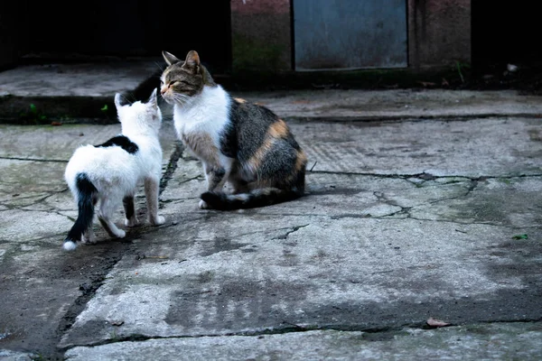 Крупный План Двух Уличных Кошек Играющих Снаружи — стоковое фото