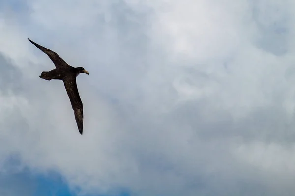 Una Bella Vista Uccello Che Vola Contro Cielo Nuvoloso — Foto Stock