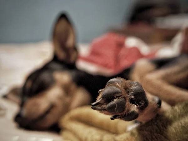 Primer Plano Una Pata Pequeño Chihuahua Dormido Bajo Las Luces — Foto de Stock