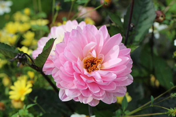 Tiro Bonito Uma Flor Rosa Dahlia Sua Flor Cheia Sob — Fotografia de Stock