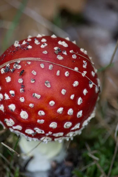 Μια Επιλεκτική Φωτογραφία Της Amanita Muscaria Κοινώς Γνωστή Μύγα Αγαρική — Φωτογραφία Αρχείου