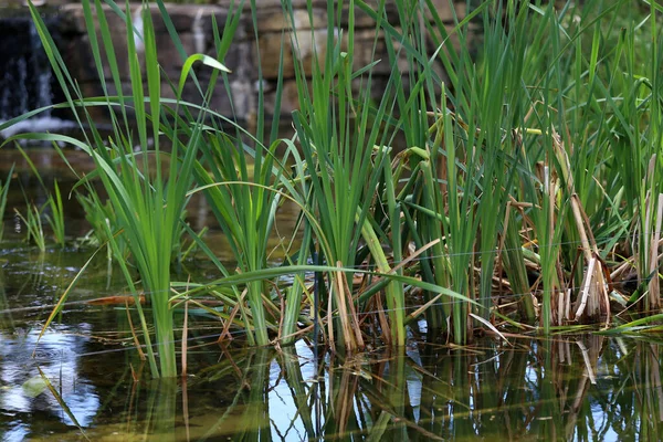 Enfoque Selectivo Las Cañas Verdes Jóvenes Que Crecen Lago — Foto de Stock