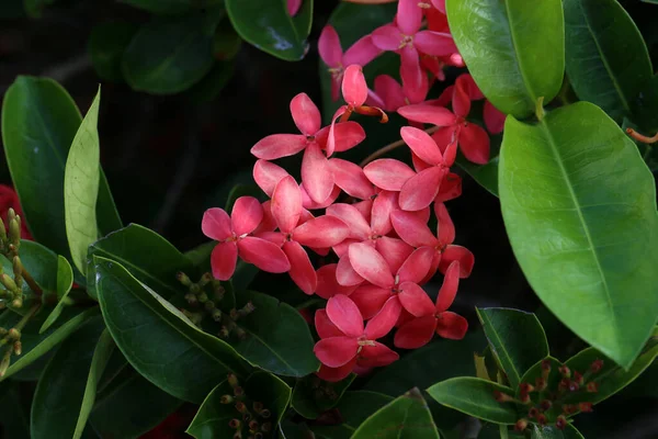 Uma Bela Flor Rosa Uma Planta Tropical Jardim Botânico — Fotografia de Stock
