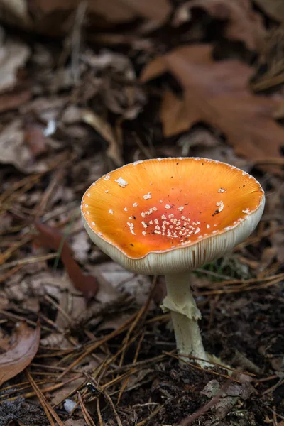 Selektivní Záběr Amanity Muscaria Běžně Známé Jako Muší Agarika Podzimním — Stock fotografie