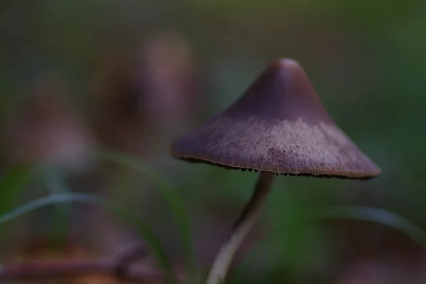 Eine Nahaufnahme Von Pilzen Die Wald Wachsen — Stockfoto