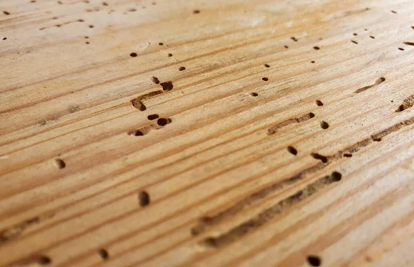有许多昆虫孔的木板 — 图库照片