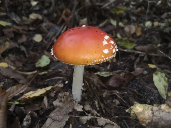 Een Uitzicht Giftige Rode Witte Amanita Muscaria Paddestoel Groeiend Het — Stockfoto