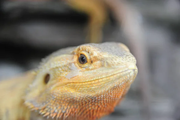 Soft Focus Head Bearded Dragon Blurry Background — Stock Photo, Image