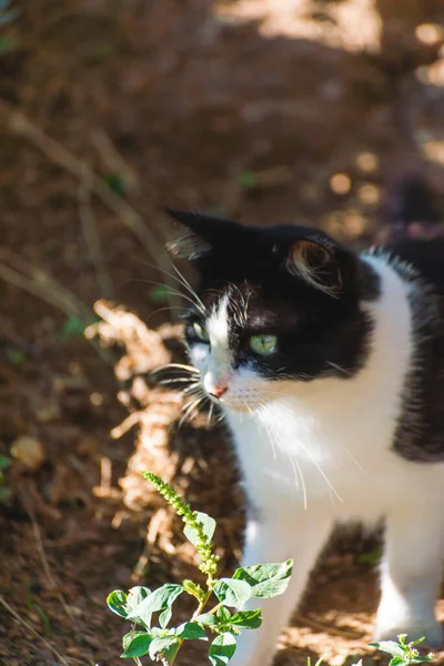 Een Verticaal Close Shot Van Een Witte Zwarte Kat Een — Stockfoto