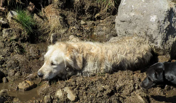 Крупный План Спящей Золотистой Собаки Ретривера — стоковое фото