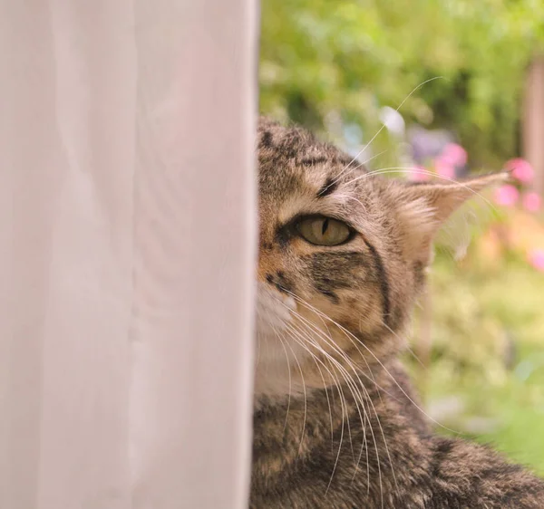 Gato Cinza Olhando Por Trás Uma Parede Branca — Fotografia de Stock