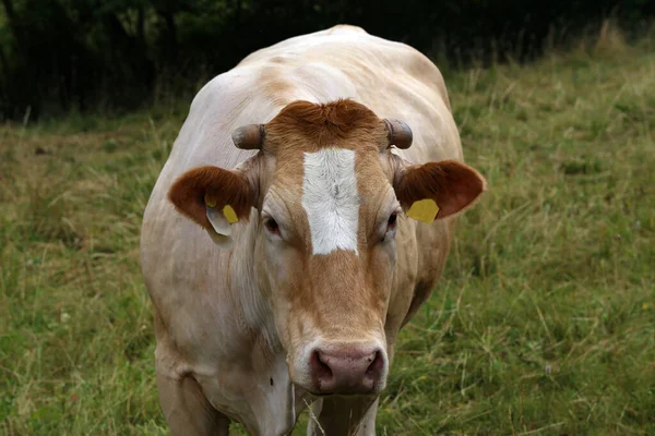 Portrait Une Vache Blanche Dans Pâturage — Photo