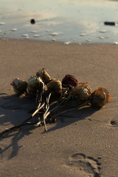 Vertical Shot Dried Roses Beach Surrounded Sea Sunlight — Stock Photo, Image