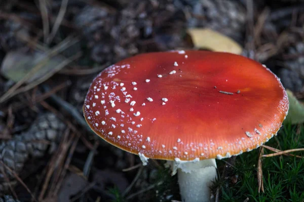 Enfoque Selectivo Amanita Muscaria Comúnmente Conocida Como Mosca Agárica Bosque — Foto de Stock