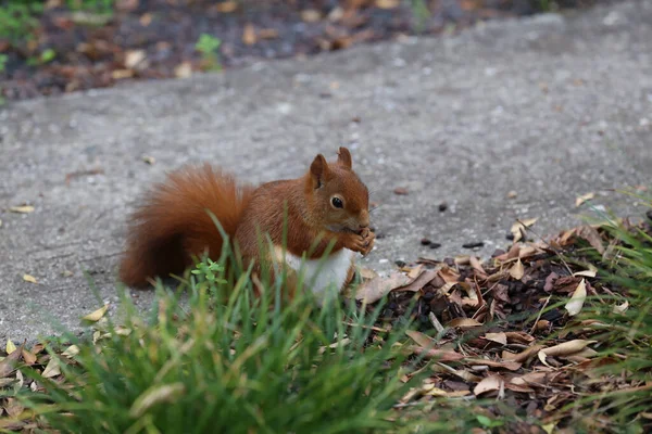 Écureuil Mignon Ramassant Des Noix Sur Herbe — Photo