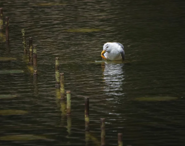 Ένας Γλάρος Κολυμπάει Μια Λίμνη — Φωτογραφία Αρχείου