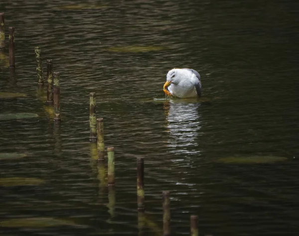 Uma Gaivota Nadando Lago — Fotografia de Stock