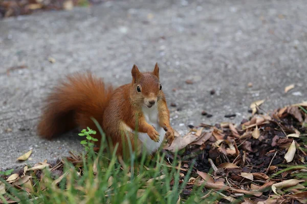 Nahaufnahme Eines Eichhörnchens Beim Sammeln Von Nüssen Einem Park — Stockfoto