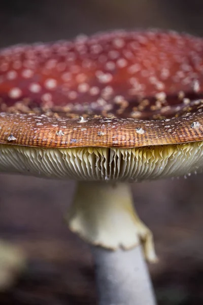 Selektywny Strzał Ostrości Amanita Muscaria Powszechnie Znany Jako Agaric Muchy — Zdjęcie stockowe